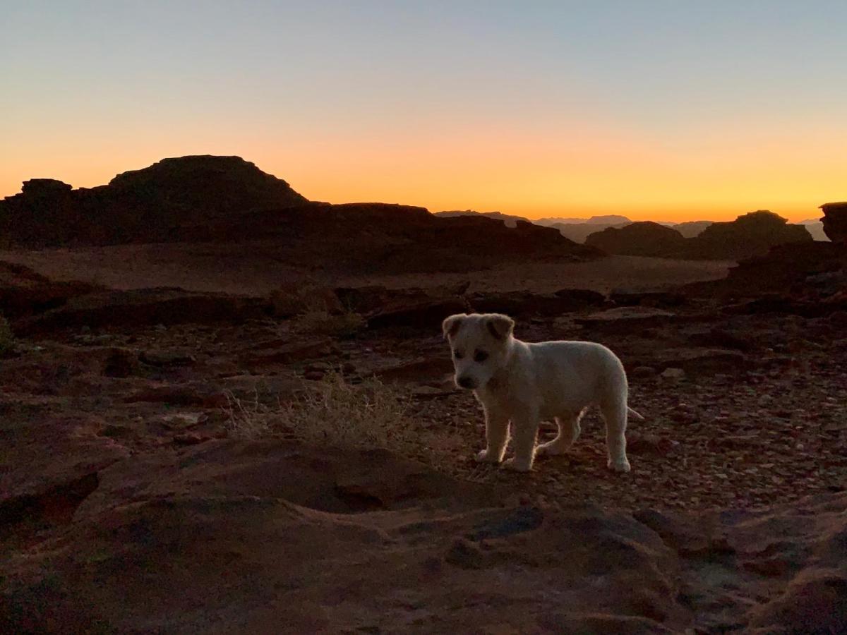Wadi Rum Bedouin Tour With A Camp エクステリア 写真