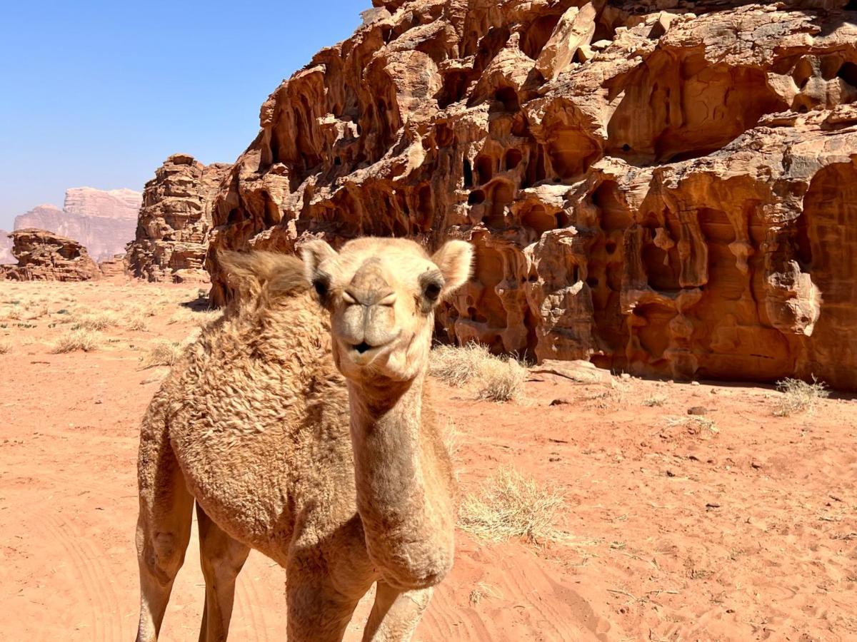Wadi Rum Bedouin Tour With A Camp エクステリア 写真