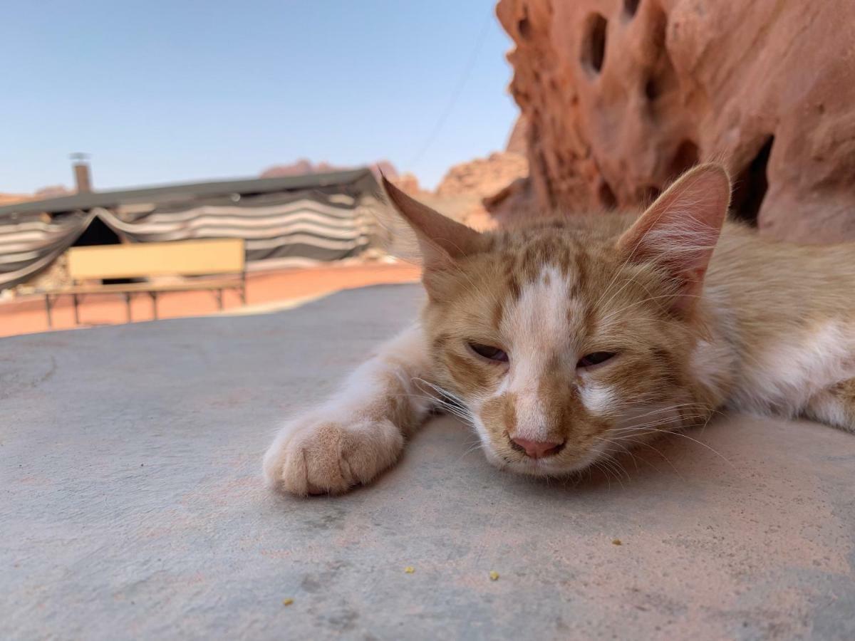 Wadi Rum Bedouin Tour With A Camp エクステリア 写真